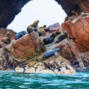 Paracas day Tour from Lima