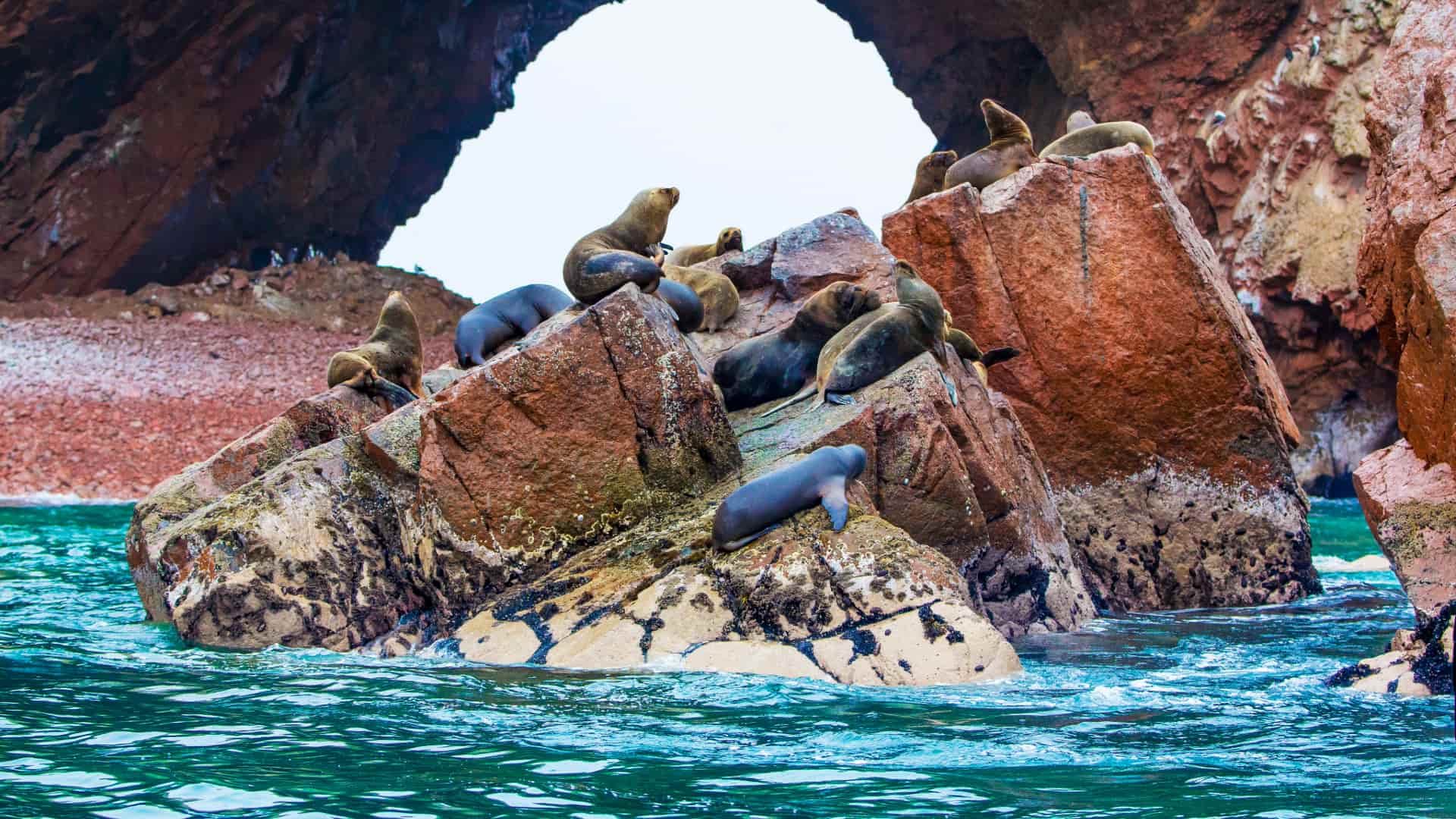 Paracas day Tour from Lima
