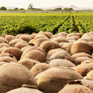 Cahuachi Pyramids Tour