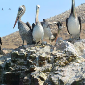 A group of Peruvian pelicans perched on a guano-covered rocky cliff in the Paracas National Reserve.