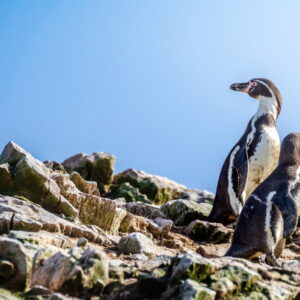 Two Humboldt penguins standing close together on a rocky cliff under a clear blue sky.