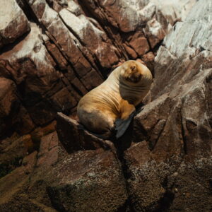 Tour Islas Ballestas y Reserva Nacional de Paracas: El Galápagos Peruano