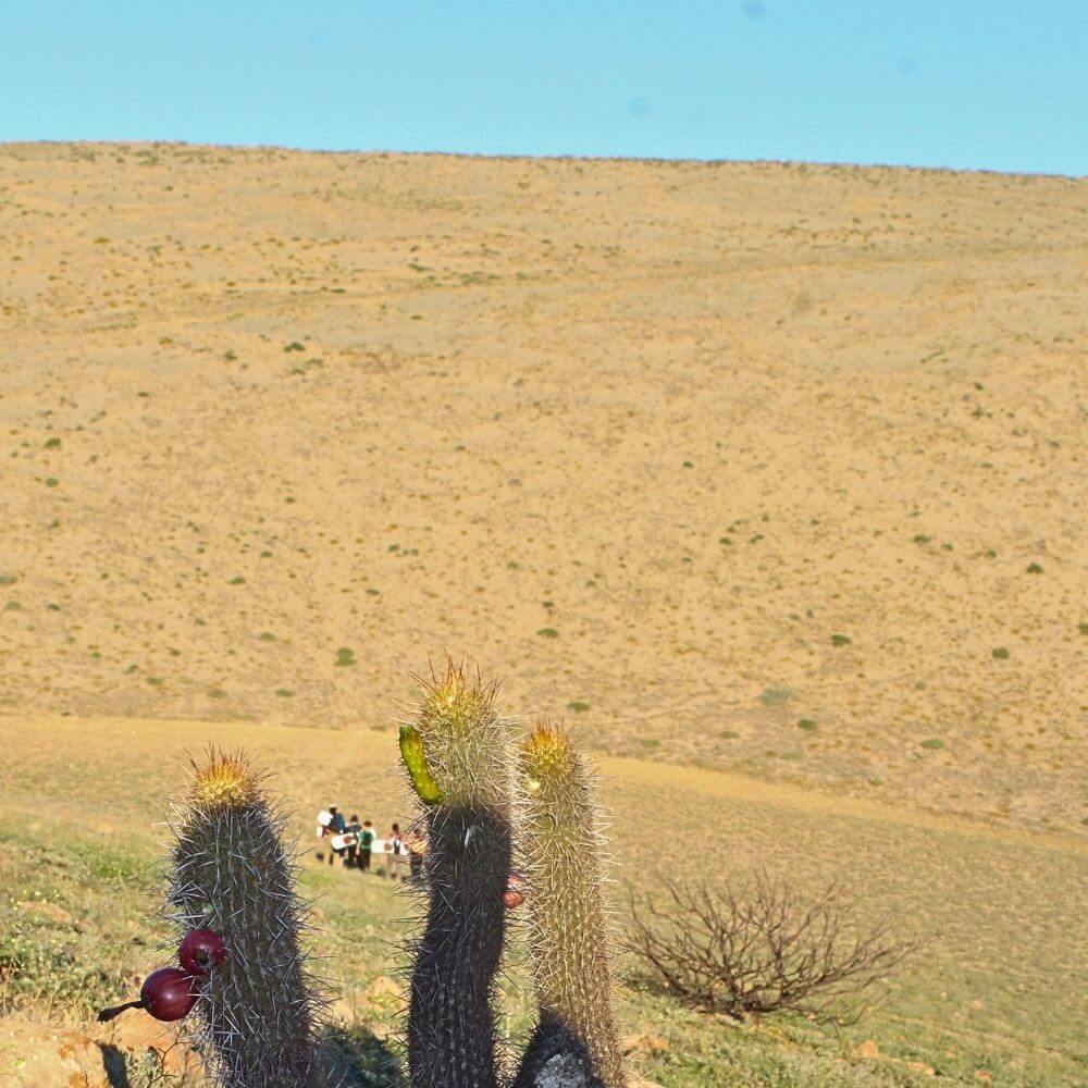 Desert Flora & Andean Foothills