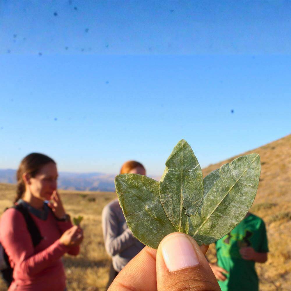 Andean Coca Leaf Offering