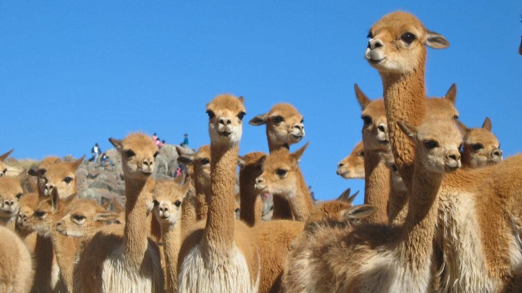 Pampas Galeras Vicuña Tour