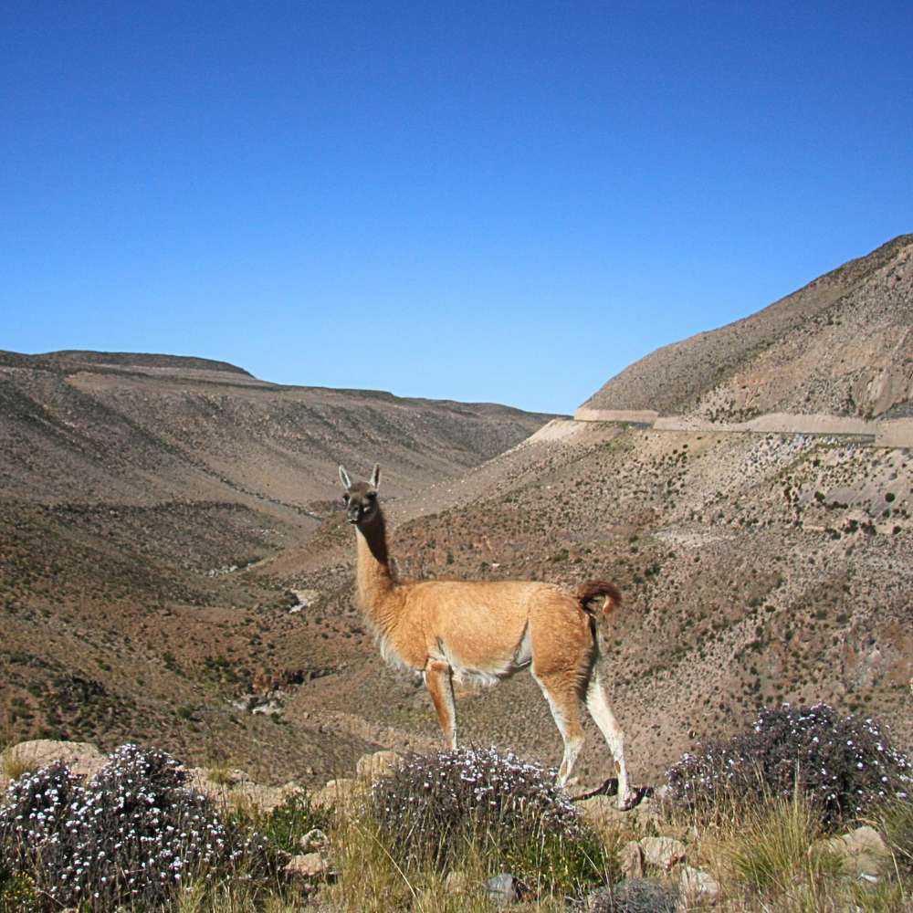 Guanacos in the Wild