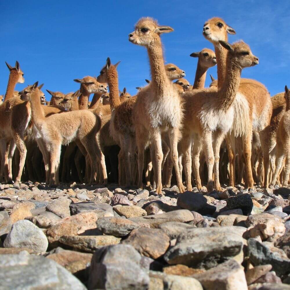 Pampas Galeras Vicuña Tour - Foto 5