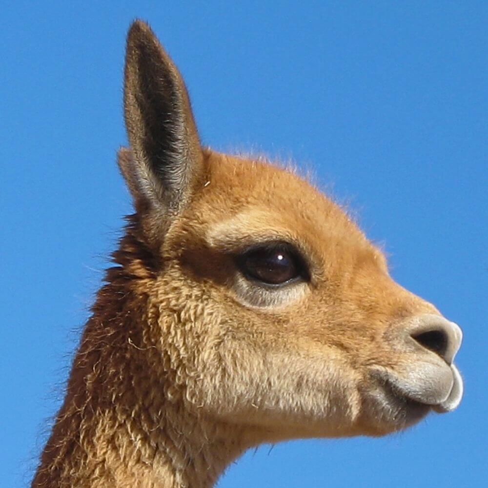 Pampas Galeras Vicuña Tour - Foto 6