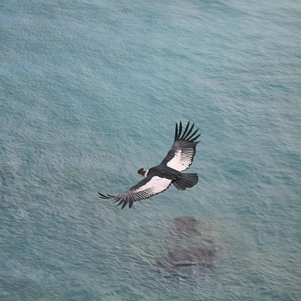 Andean Condors Above the Pacific