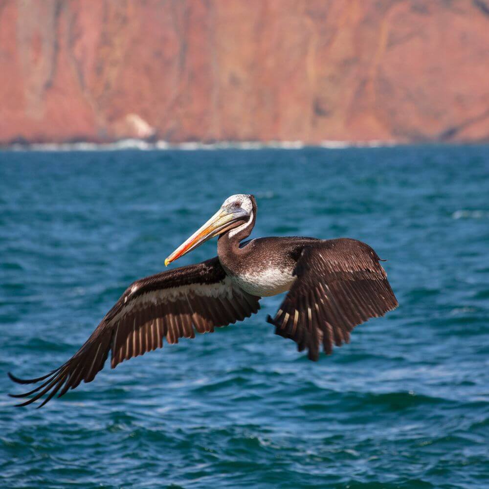 Pelicans & Coastal Seabirds