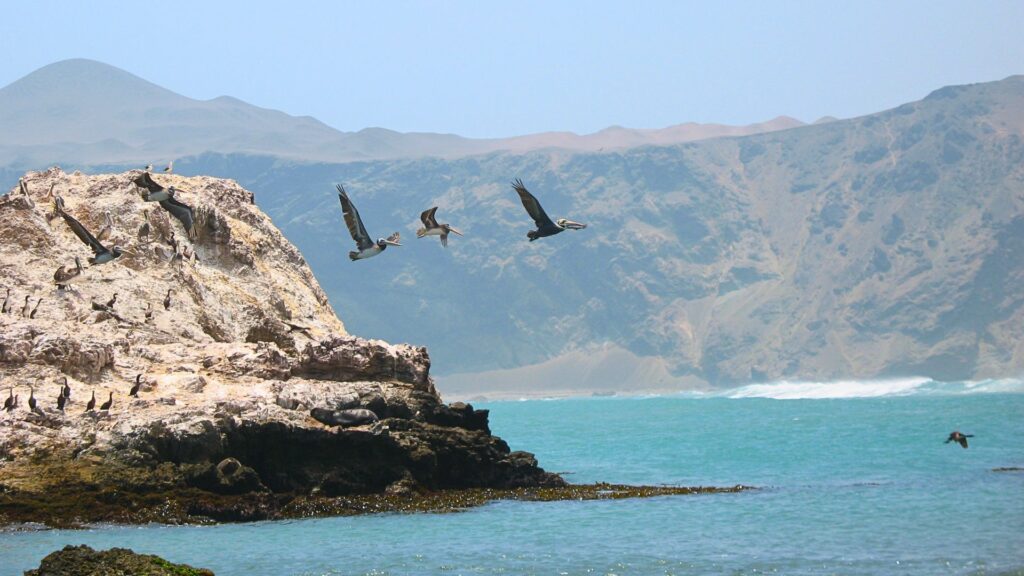 San Fernando Marine Reserve Tour