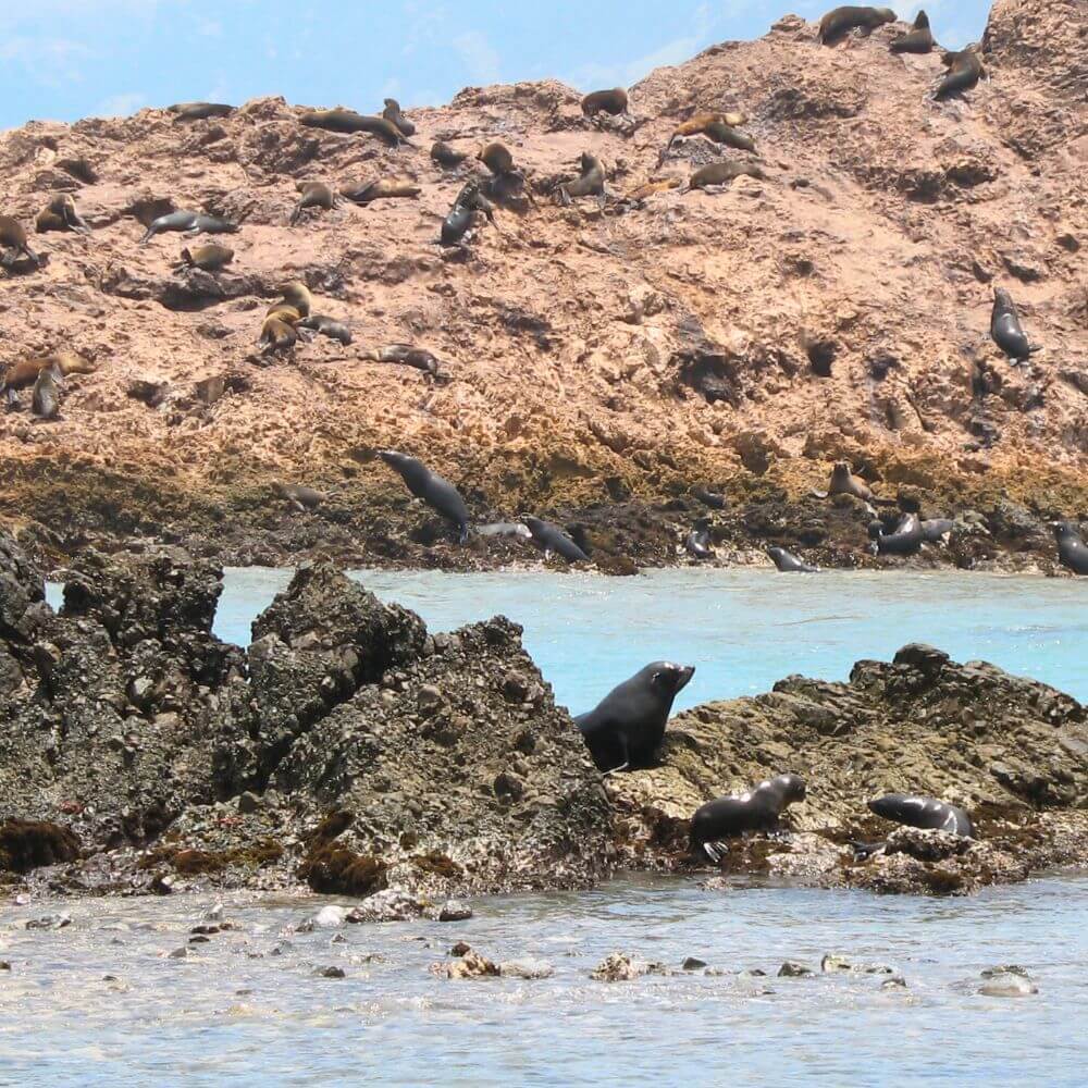 San Fernando Marine Reserve Tour - Foto 5