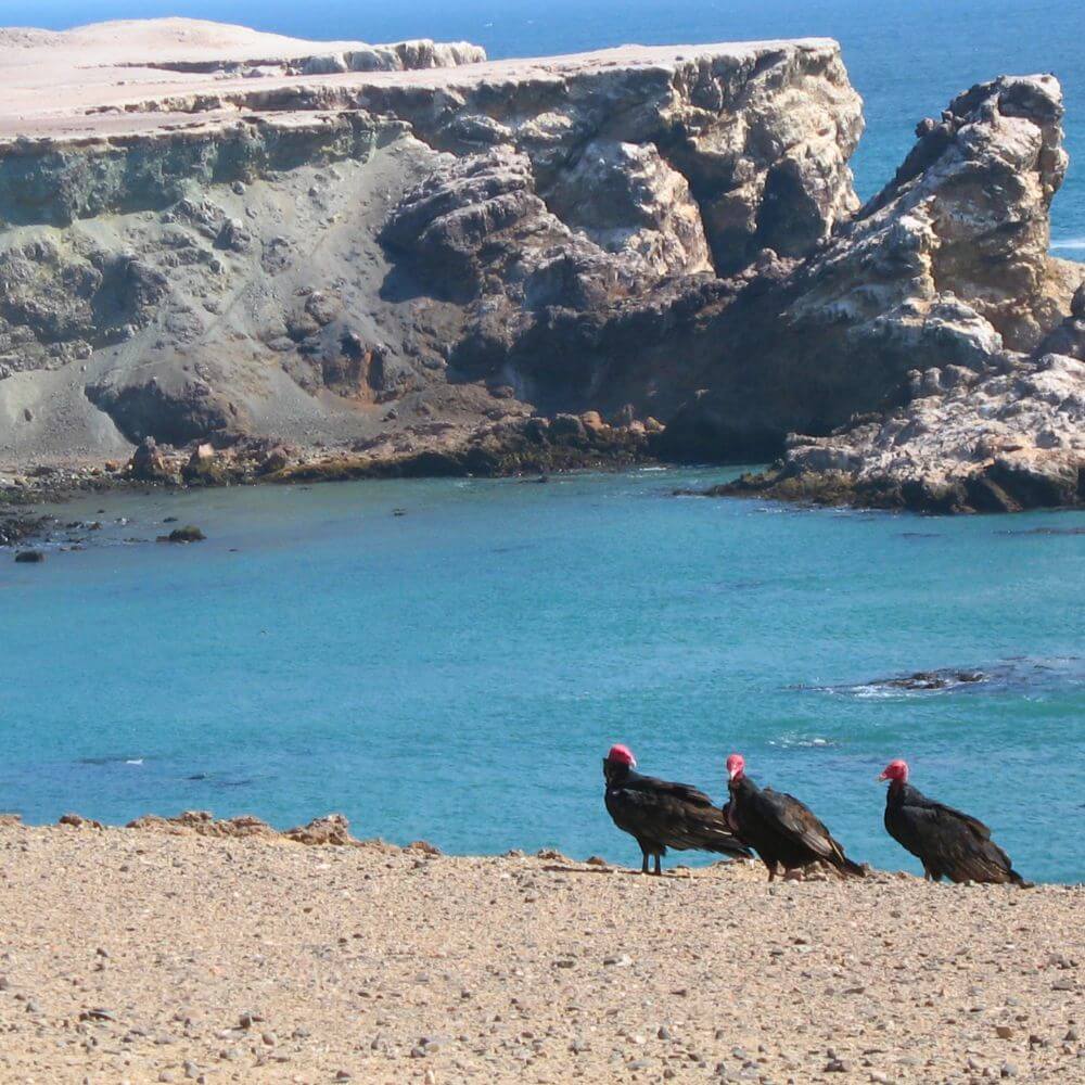 Where the Desert Meets the Pacific