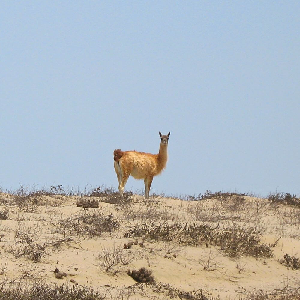 Wild Guanacos of the Coastal Desert